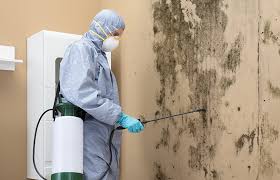 Professional Mold Removal Services in Sauk City, WI